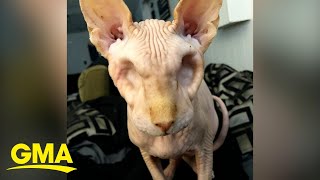 This eyeless, hairless cat is the cutest little skeleton l GMA Digital