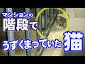 【保護猫】迷子？捨てられた？マンションの階段でうずくまっていた猫。