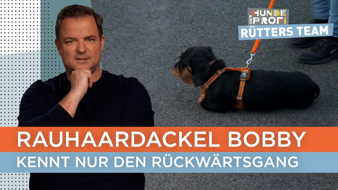 Gassi gehen: Fehlanzeige 🤨 | Der Hundeprofi - Rütters Team