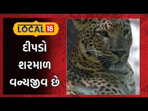 Amreli Leopard News | દીપડો શરમાળ વન્યજીવ છે | Forest | Wild Animal | Sasan Gir | Local18