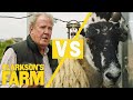 A Grumpy Sheep Kicks Jeremy Clarkson in the Worst Place 🐑 #Shorts
