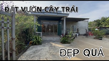 ĐÃ LỚN TUỔI CẦN TIỀN DƯỠNG GIÀ NÊN BÁN MÃNH VƯỜN CÓ SẴN TRÁI CÂY ĐANG MÙA THU HOẠCH XÃ QUẢNG THÀNH