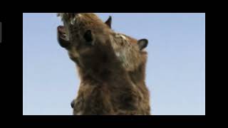 Half-Tooth the Smilodon Vs President Stone