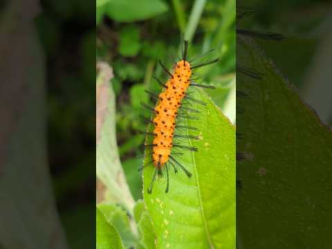 Polka Dot Moth Caterpillar -adult stage