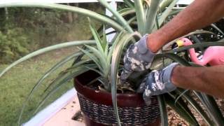Pineapple 101: Tops, Suckers, Slips Pineapple 101: Tops, Suckers, Slips