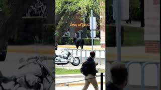 Cow on the loose at the University of Illinois