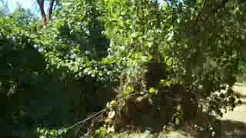 Kathleen's yard, the sequel