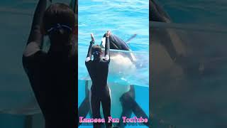 激カワ♥シャチ「ラビー」レロレロ～!! #Shorts #鴨川シーワールド #シャチ #kamogawaseaworld #orca #killerwhale