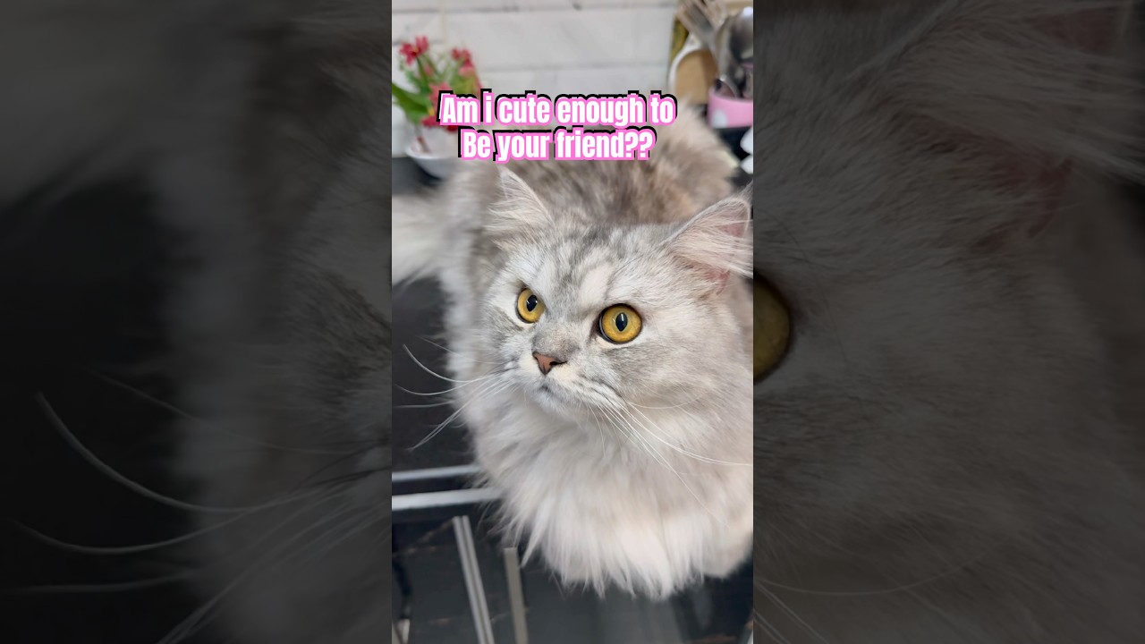 Достаточно ли я мила, чтобы быть твоей подругой? 🥰 