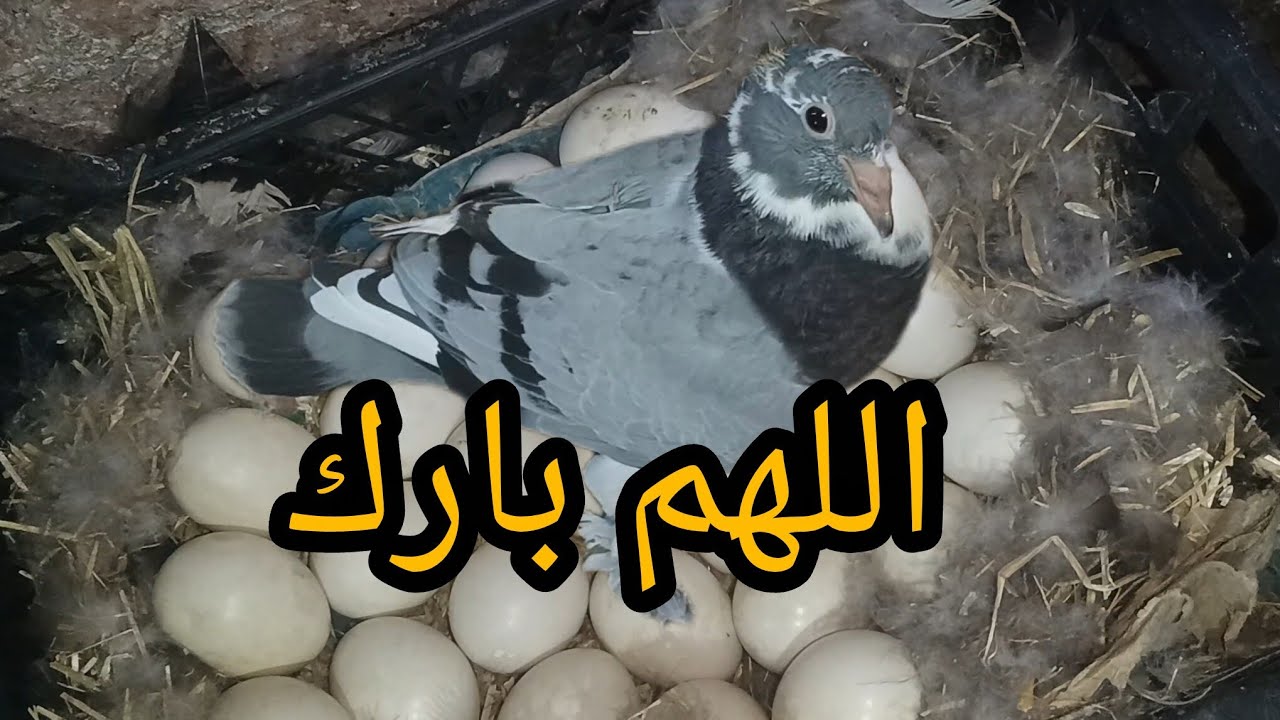 رزق النهارده مسكر ♥️ ربنا يوسع أرزقنا وأرزاقكم ويحسن مابين أيدينا وإيديكم اللهم امين 🌷