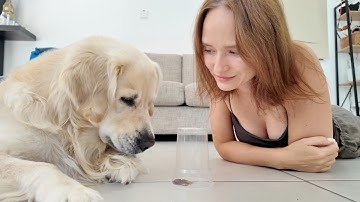 Smart or Silly? Golden Retriever Takes the Ultimate Dog IQ Test!