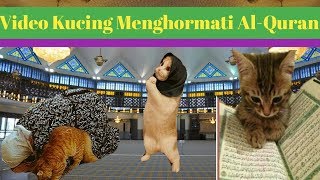 Kucing Menghormati Al-Quran Quick News Experiment