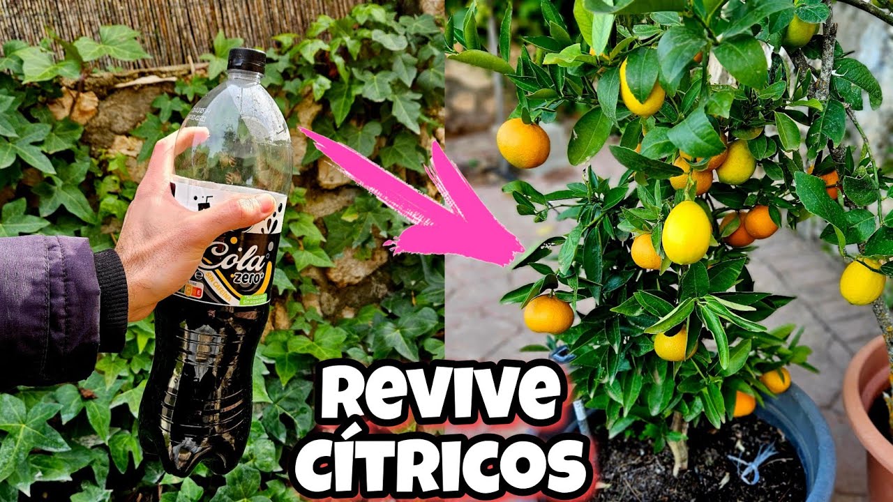 Esto es MIL veces + EFECTIVO que otros Abonos caseros para Revivir y Resucitar Cítricos o Limoneros