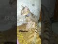haa berisik berisik berisik ya aku tidak tahan denganmu