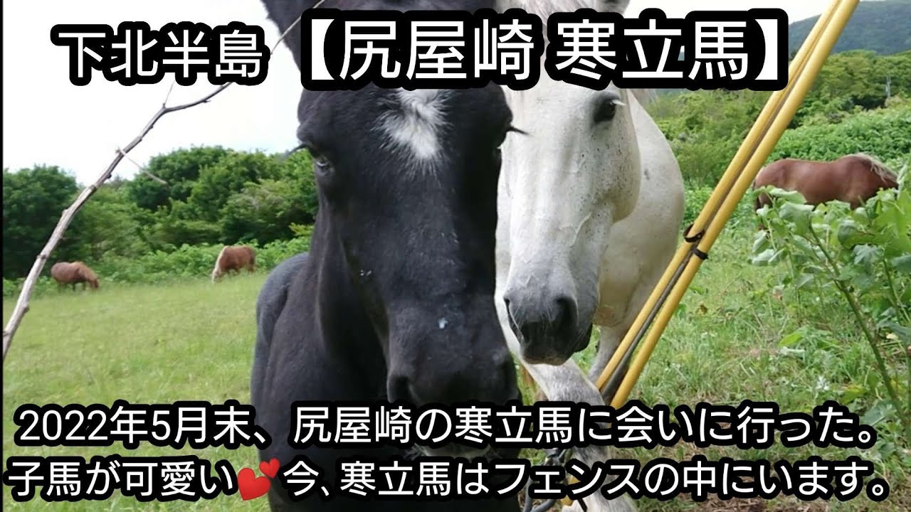 尻屋崎の寒立馬】2022年5月末 寒立馬に会いに行った。子馬が可愛い