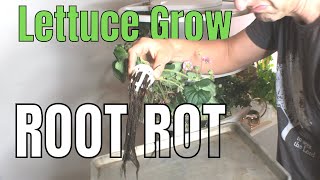 Lettuce Grow Farm Stand Root Rot Problem and What To Do About It