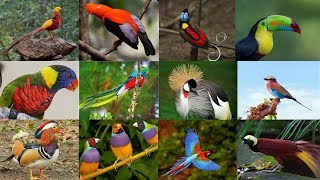 As 20 Aves mais bonitas do Mundo  Algumas são Conhecidas como 'Joias Vivas' da Natureza!!!
