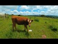 Vacas en realidad virtual | Episodio #69