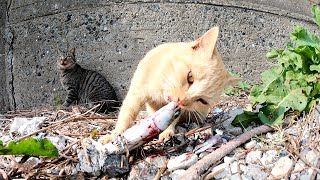 【魚を食べる猫】茶トラ猫が大きなサバに悪戦苦闘しながらかぶりつく！