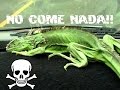 Mi iguana no esta comiendo bien....