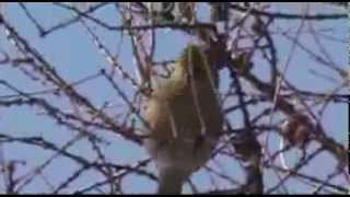 Птица щур Bird Shchur Птица щур Bird Shchur