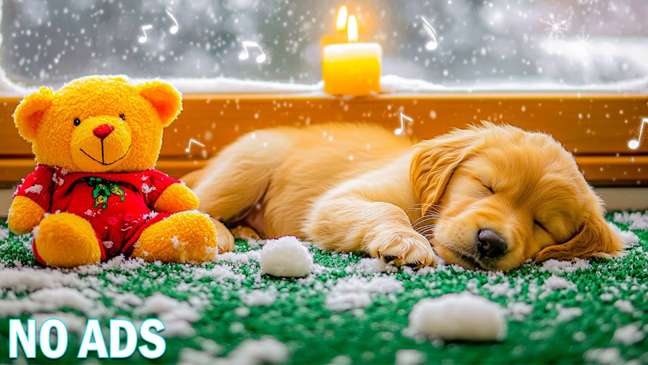 🐾 Круглосуточная музыка для расслабленных собак | Идеальная фоновая музыка для спокойствия и равнов