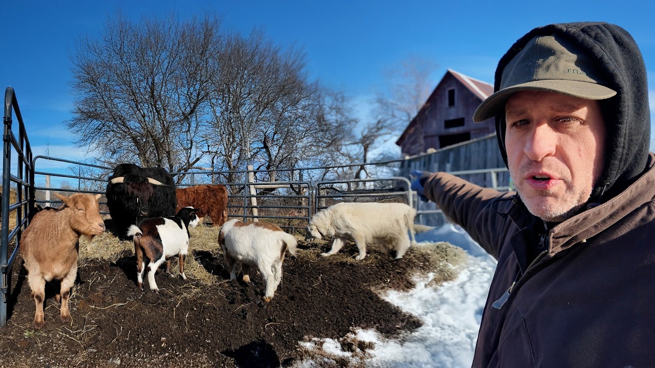 Телята, козы, куры: реалии фермерской жизни