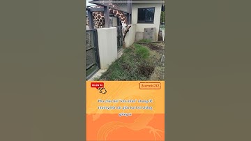 Khi hươu cao cổ muốn kết bạn... nhưng hàng rào lại quá cao! #CuteAnimals #ViralMoment #MeerkatLove