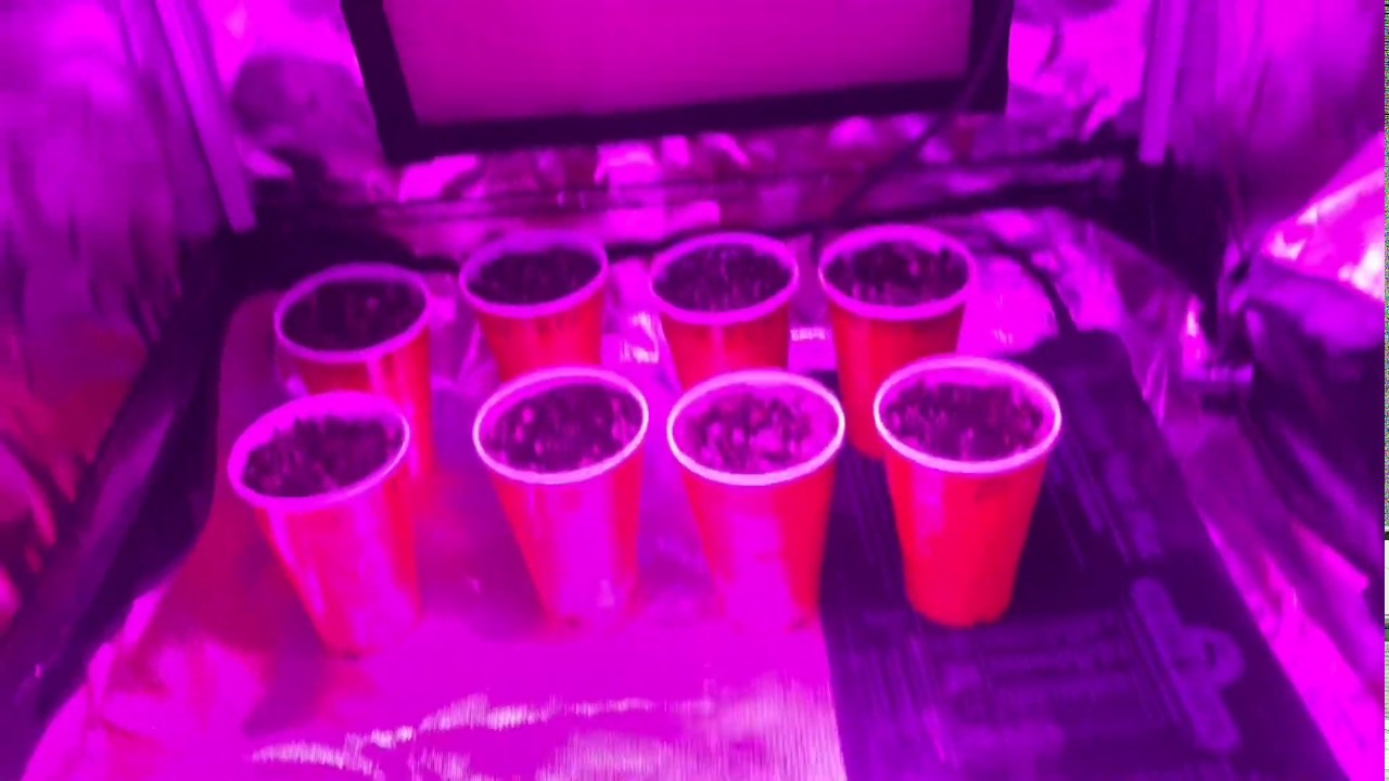 Garden Update 3 Sowing the seeds!(How To Grow Cannabis)