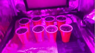 Garden Update 3 Sowing the seeds!(How To Grow Cannabis)