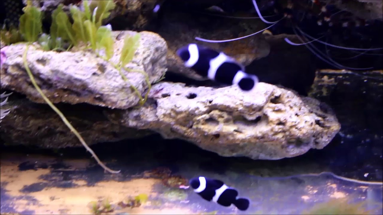 camera iphone 8 plus apk 人工黑嘴黑公子Black False Percula Clownfish（Captive-Bred）