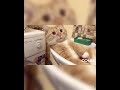 Funny cats#3|Такого вы не видели !|Смешные коты|Смешные котики.