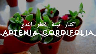 إكثار نبات حي علم أو قطر الندى بسهولة Aptenia Cordifolia