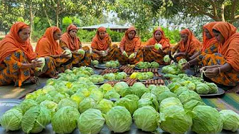 Traditional Village Style Cabbage & Egg Curry Recipe | বাঁধাকপি ডিমের ঝোল রান্না রেসিপি thumbnail