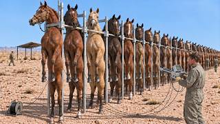 America Removed 54,000 Wild Horses — Then the Real Problem Began
