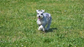 Miniature Schnauzers are adorable small dogs that