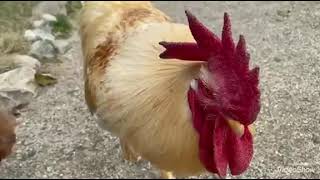 Psycho Rooster, Quest-ce que cest?