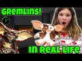 We Found A Gremlin Inside The Bad Bunny! Gremlins In Real Life (skit)