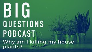 Why am I killing my house plants?