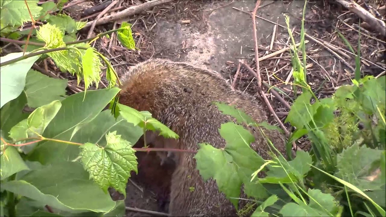 Woodchuck kill with an air gun YouTube