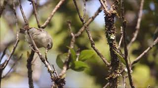 The busy life of a young Akikiki female