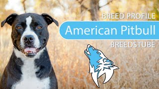 ► American Pitbull Terrier Breed [2020] Temperament & Training