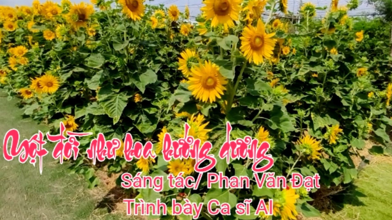 Một đời như hoa hướng dương // Sáng tác // Phan Văn Đạt // Trình bày Ca sĩ AI