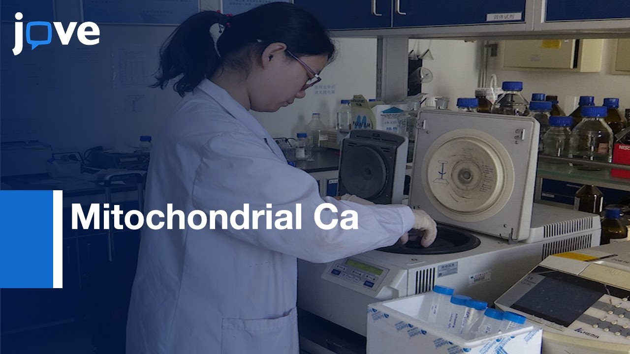 Mitochondrial Ca Retention Capacity and Ca triggered Swelling Assay | Protocol Preview