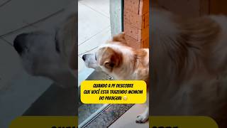 Quando PF descobre que você está trazendo Momom do Paraguai 😱