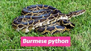 Burmese python (Python bivittatus)