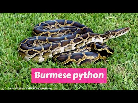 Burmese python (Python bivittatus)