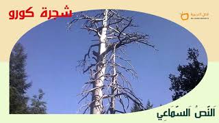 النص السماعي  20 - شجرة كورو- المنير في اللغة العربية المستوى الرابع