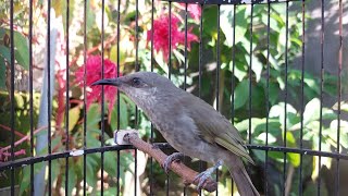 Masteran Burung Lomba Isian Cucak Kombo Lombok #kecialkombo77