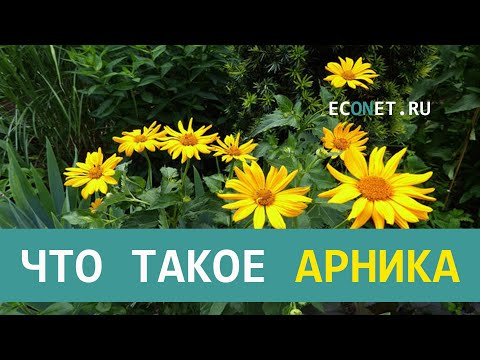 Что такое арника | ECONET.RU